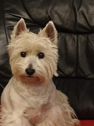 Cat sleeping on keyboard